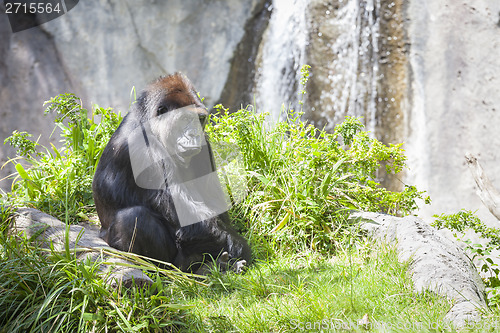 Image of Relaxed Western Lowland Gorilla