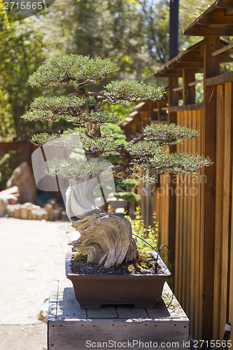 Image of California Juniper Bonsai Tree