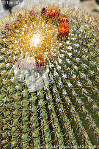 Image of The Biznaga Cactus with Flower Blossom