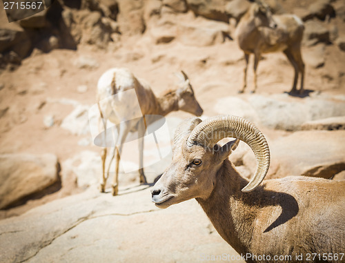 Image of Desert Bighorn Sheep