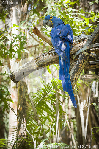 Image of The Endangered Hyacinth Macaw of South America