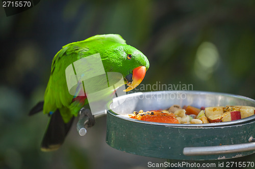 Image of Male Indonesian Eclectus Parrot