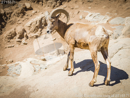 Image of Desert Bighorn Sheep