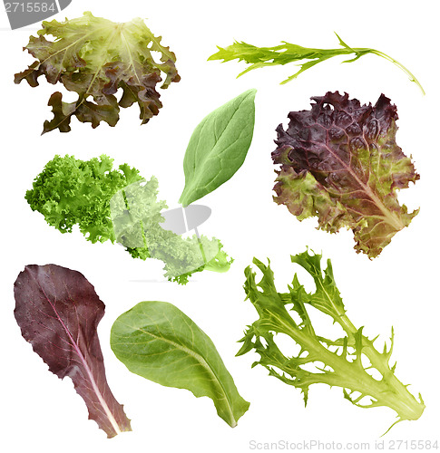 Image of Salad Leaves Collection