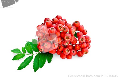 Image of Rowan red with leaves