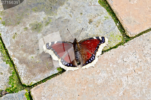 Image of Butterfly brown on bricks