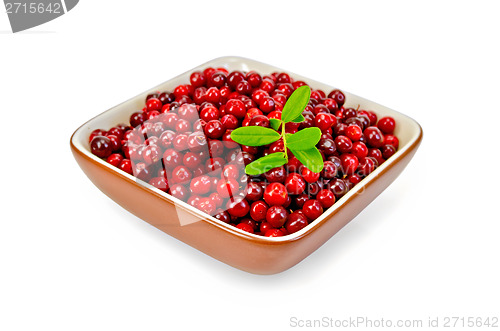 Image of Lingonberry ripe in a bowl