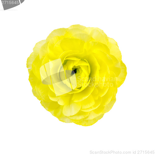Image of Ranunculus yellow