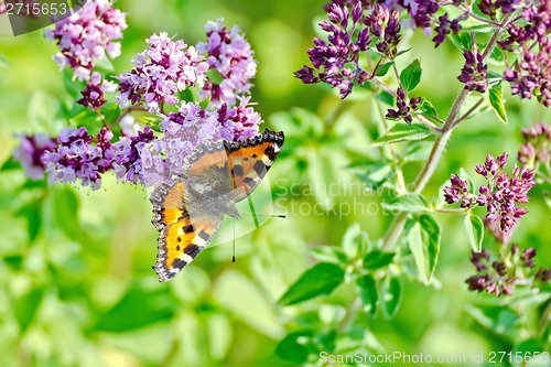 Image of Butterfly orange on a flower oregano