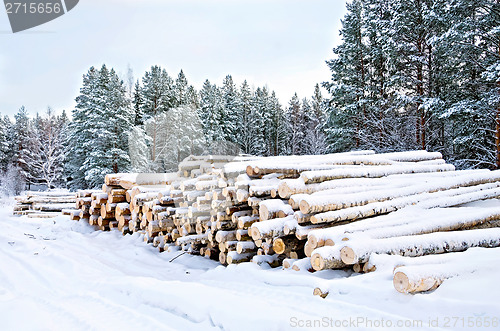 Image of Timber on the snow in winter