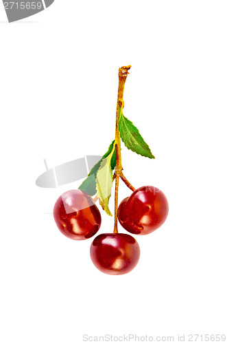 Image of Cherries on a branch