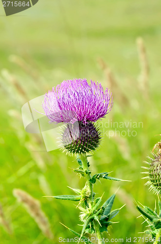 Image of Thistle on meadow