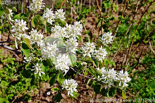 Image of Saskatoon Flowers 3