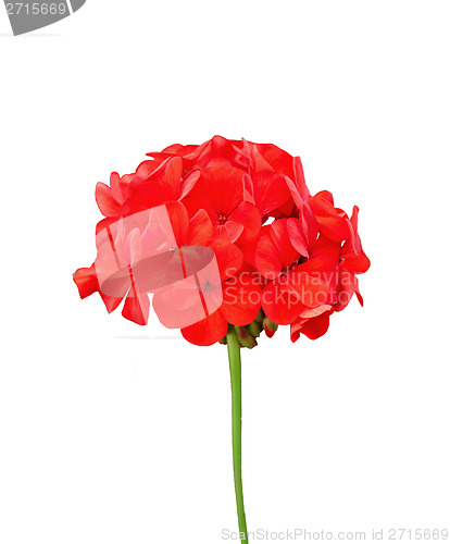 Image of Geranium red