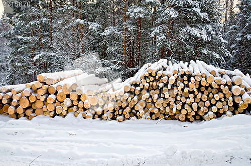 Image of Timber on snow in winter forest