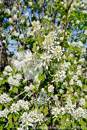 Image of Saskatoon Flowers 1