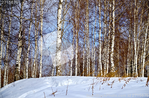 Image of Winter landscape 1