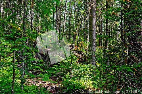 Image of Taiga on mountain