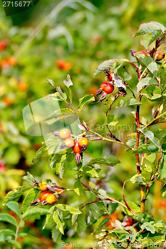 Image of Rosehip berries on a bush