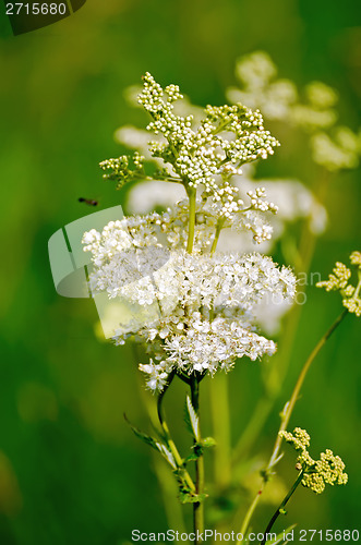 Image of Meadowsweet on a green background