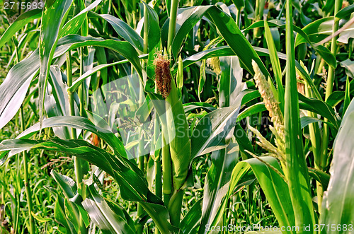 Image of Corncob on the field with leaves