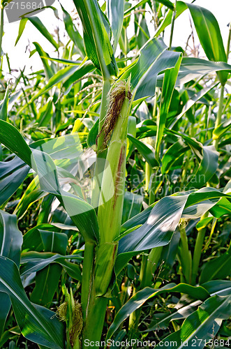 Image of Corncob on a cornfield