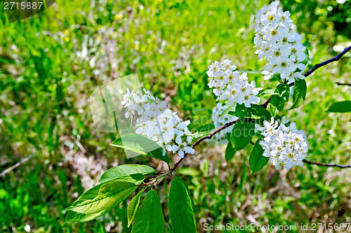 Image of Bird cherry flowers and grass