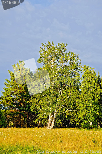 Image of Summer landscape with birch trees and blue sky