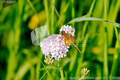 Image of Dragonfly orange on a flower