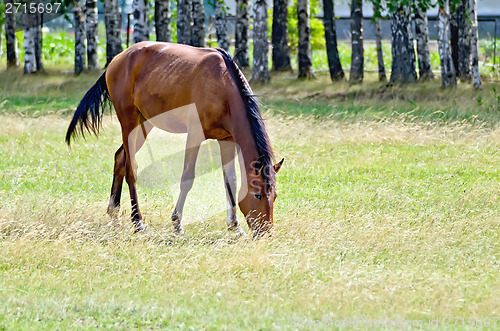 Image of Young bay horse in the meadow