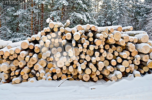 Image of Timber on the snow in winter forest