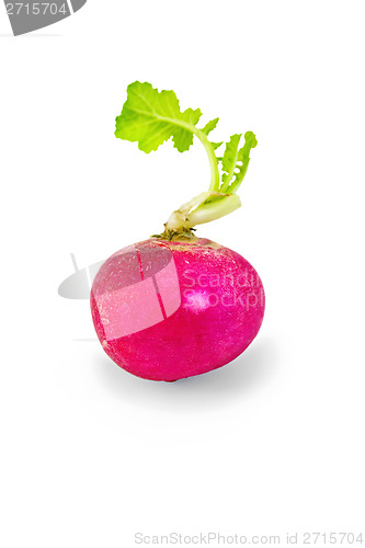 Image of Radishes with leaf