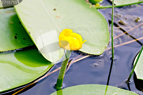 Image of Nenuphar yellow with leaves