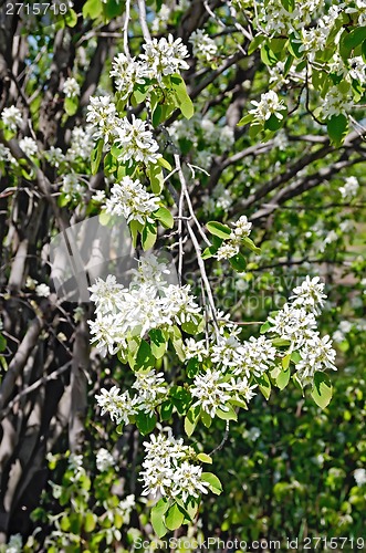 Image of Saskatoon Flowers 2