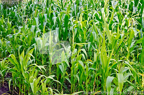 Image of Cornfield