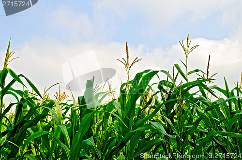 Image of Corn field and sky