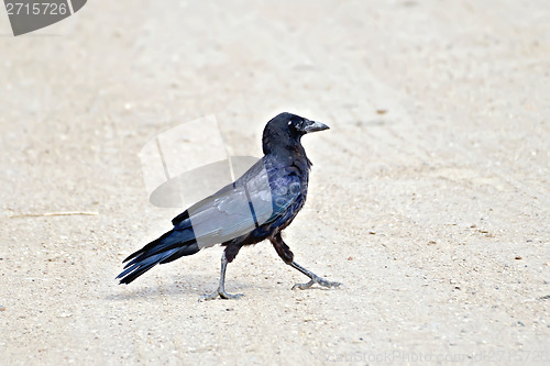 Image of Jackdaw on the sand