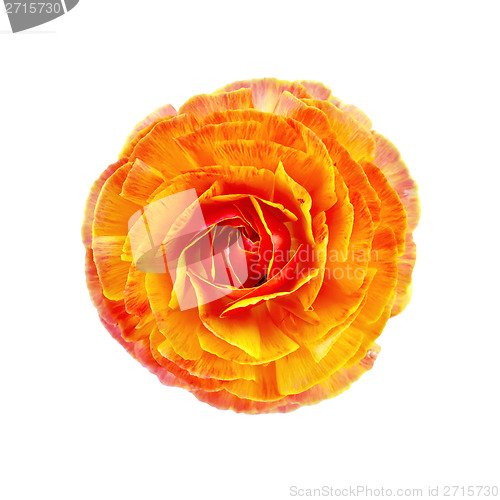 Image of Ranunculus orange