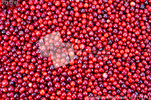 Image of Lingonberry texture