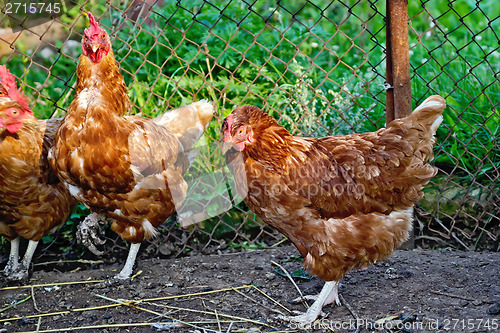 Image of Chickens in a henhouse