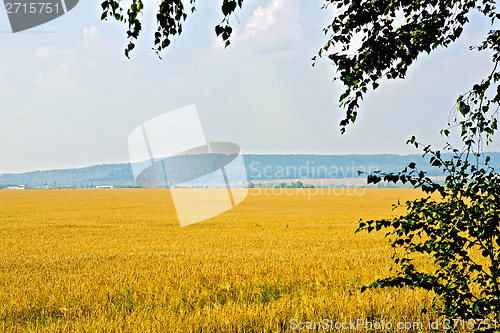 Image of Grain field with birch