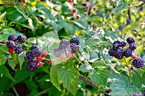 Image of Bramble branch on the background leaves