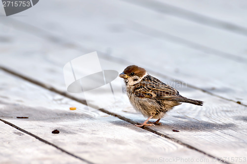 Image of Sparrow on a wooden floor