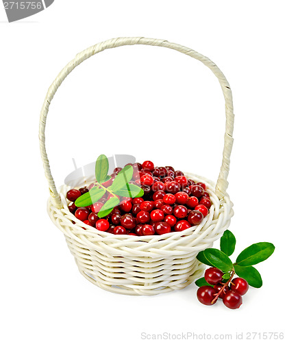 Image of Lingonberry ripe in a white basket