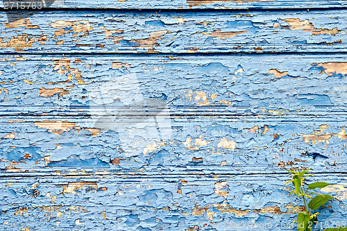 Image of Old board with peeling blue paint and nettles