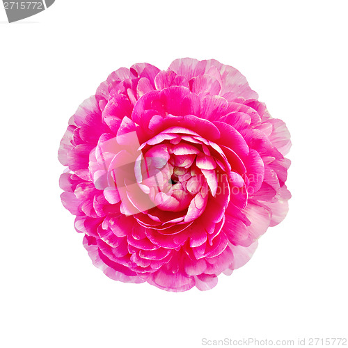 Image of Ranunculus pink