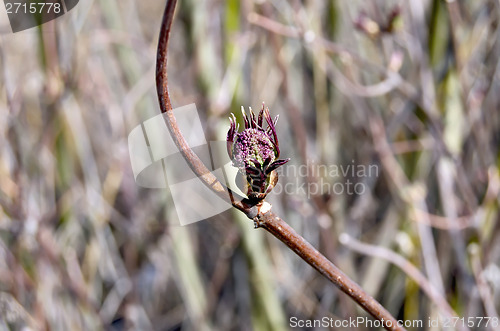 Image of Alder with dissolve buds