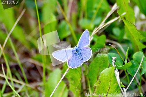 Image of Butterfly blue on the grass