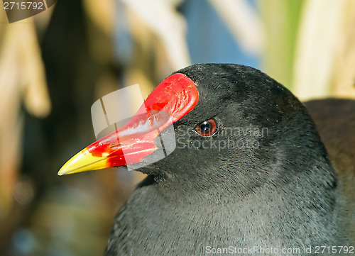 Image of Moorhen Head Detail