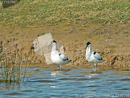 Image of Pied Avocets